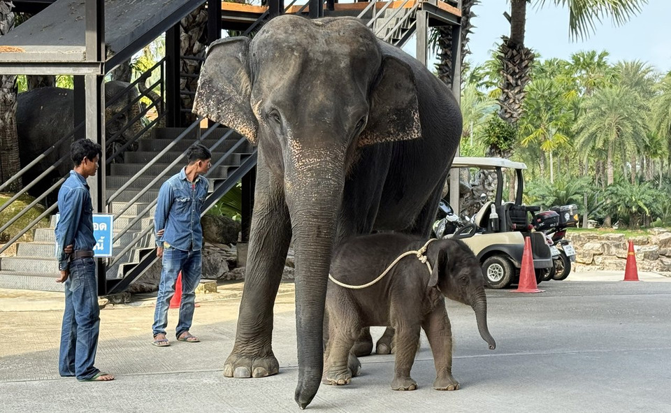 สวนนงนุชพัทยา รับขวัญลูกช้างเกิดใหม่ 2 เชือก “พังเมล่า–พลายมะลิ” รวมฝูงใหญ่ 124 เชือก