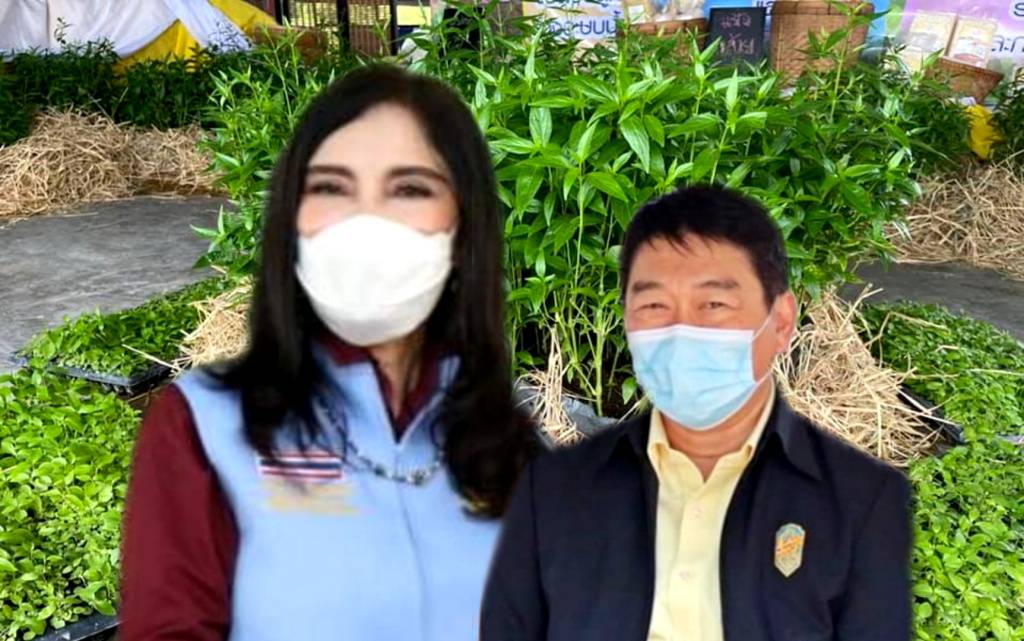 "มนัญญา" ดันสหกรณ์แหล่งปลูกสมุนไพรป้อนแพทย์แผนไทย นำร่อง "ฟ้าทะลายโจร" 