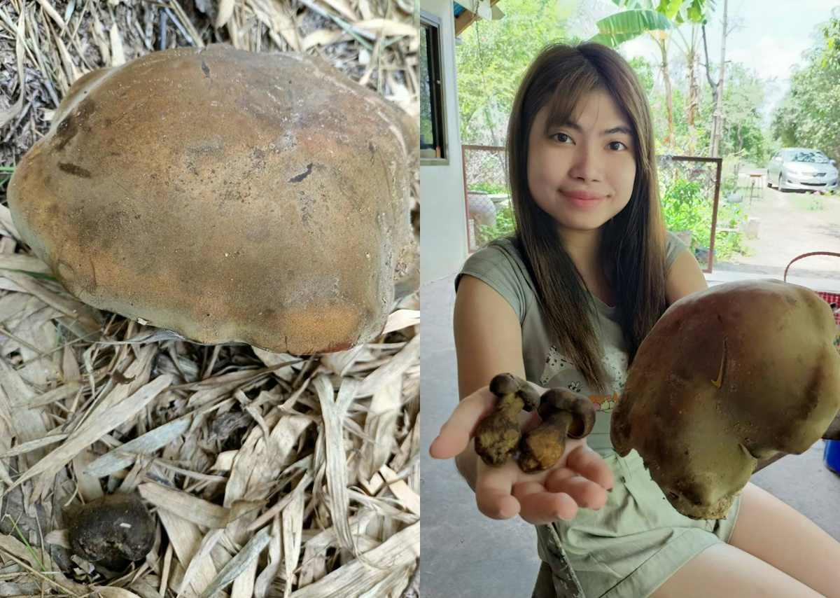 เห็ดตับเต่าเมืองเกษตรอินทรีย์ใหญ่อร่อยเป็นอาหารยอดนิยมของชาวยโสธร