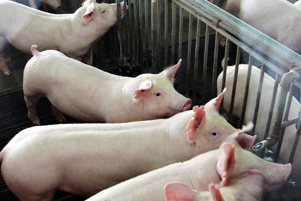 หมูแพง : วิกฤตคือโอกาสบูรณาการห่วงโซ่การผลิตรายย่อย