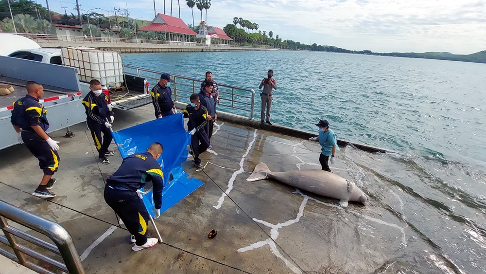 พบซากแม่พะยูนขนาดใหญ่ ลอยอ่าวสัตหีบ ส่ง จนท.ตรวจสาเหตุการตาย