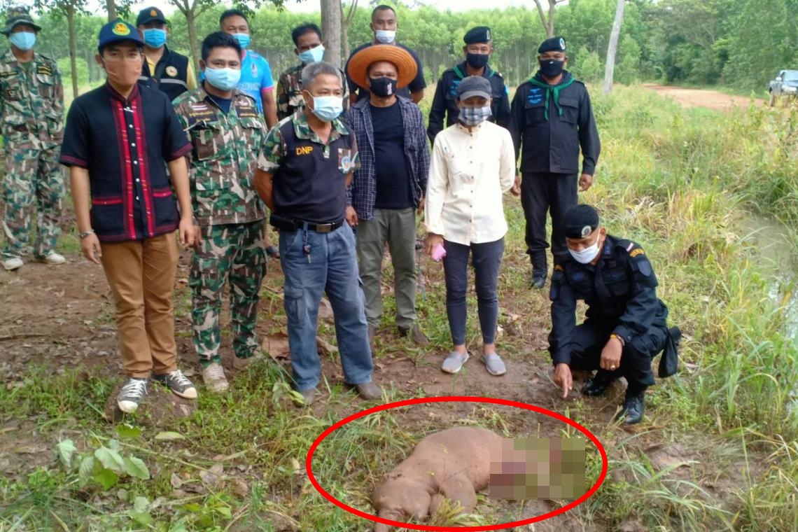 อนาถ! ลูกช้างป่าเขาอ่างฤาไน ตายกลางป่าบ้านคลองมะหาด