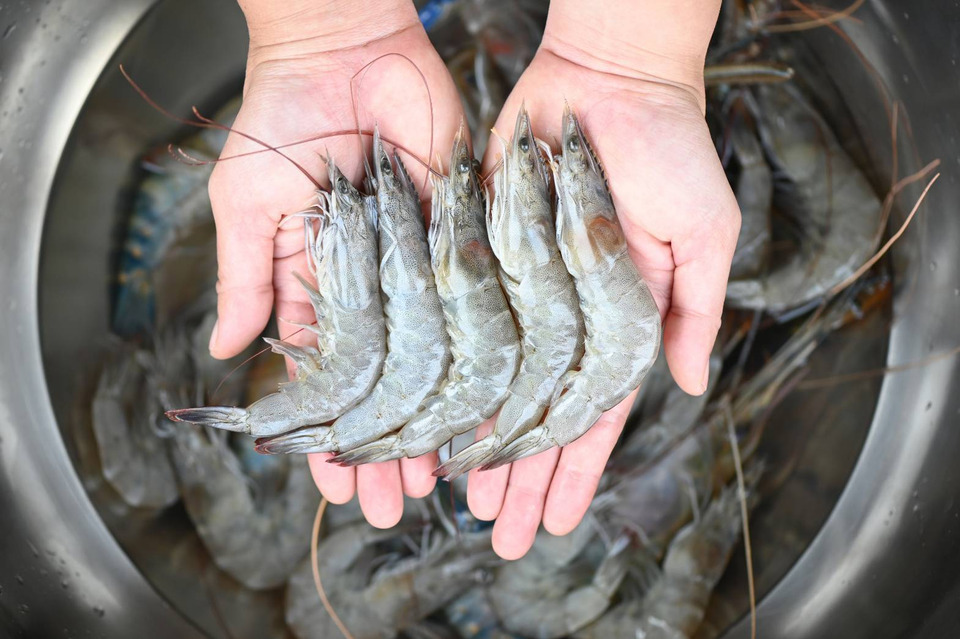 “กุ้งไทย” เลี้ยงอย่างพิถีพิถันและปลอดภัยต่อผู้บริโภค