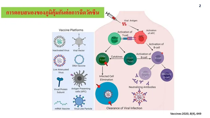 ผู้เชี่ยวชาญด้านภูมิต้านทาน มหิดล แจงละเอียด ใครรับ SV เข็ม 1 ควรดีใจที่จะได้ AZ เข็ม 2 เพราะกระตุ้นภูมิได้ดีขึ้น