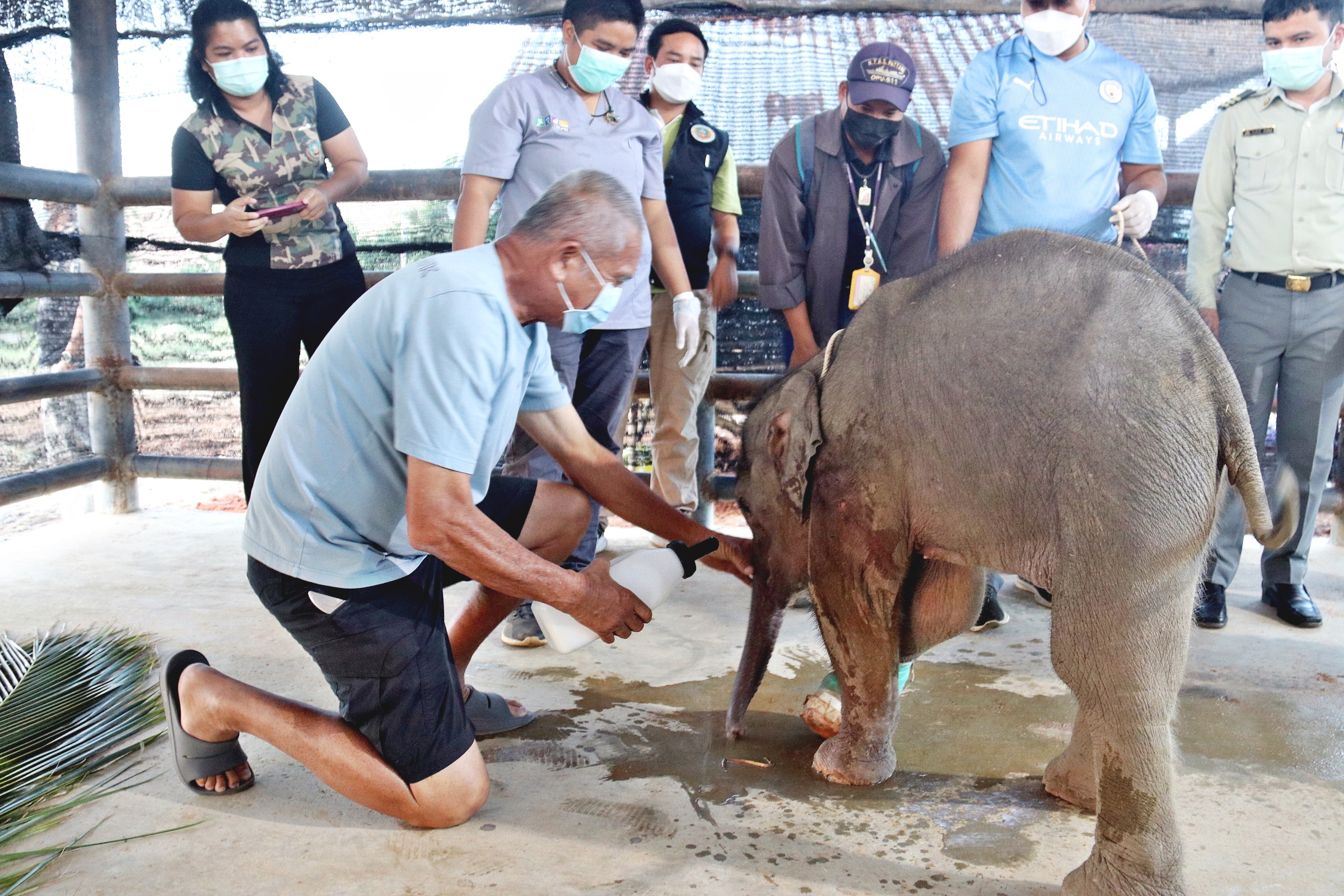 "สวนนงนุชพัทยา" รับดูแลลูกช้างป่าติดบ่วงดักสัตว์ขาเกือบขาด  ซ้ำเจอกระสุนที่ขาอีกกว่า 10 นัด