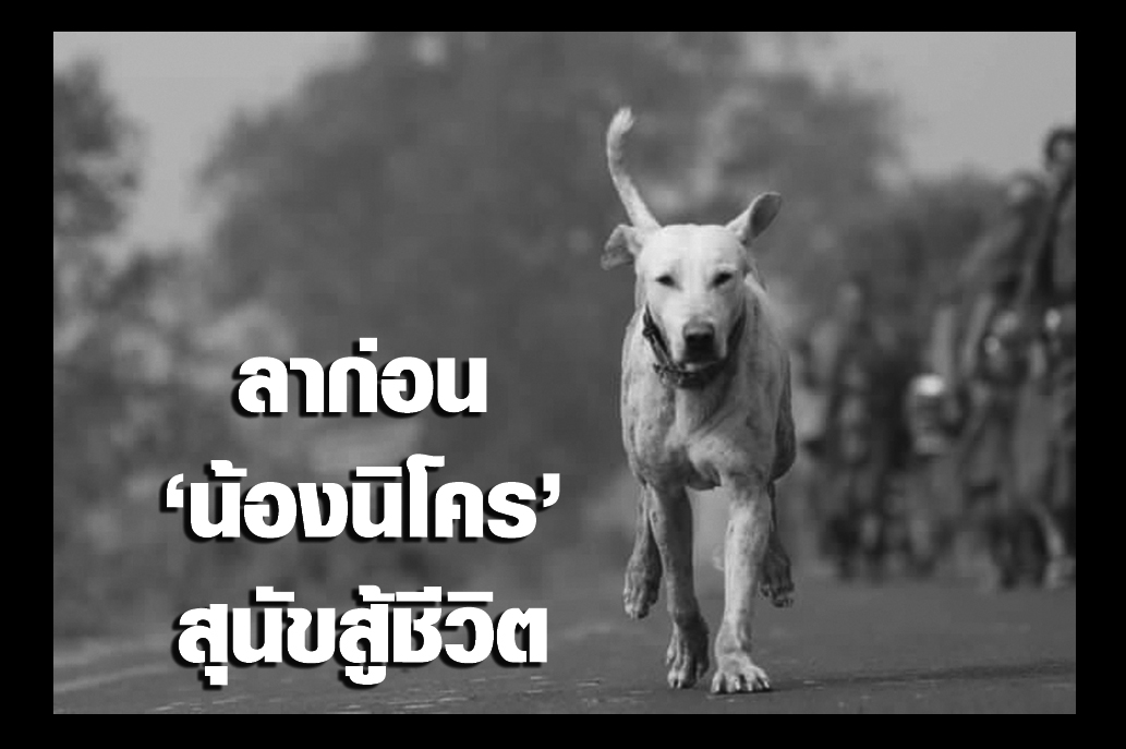 เศร้า! พบเสียชีวิตแล้ว "นิโคร" สุนัขตามพระธุดงค์จากอินเดีย 