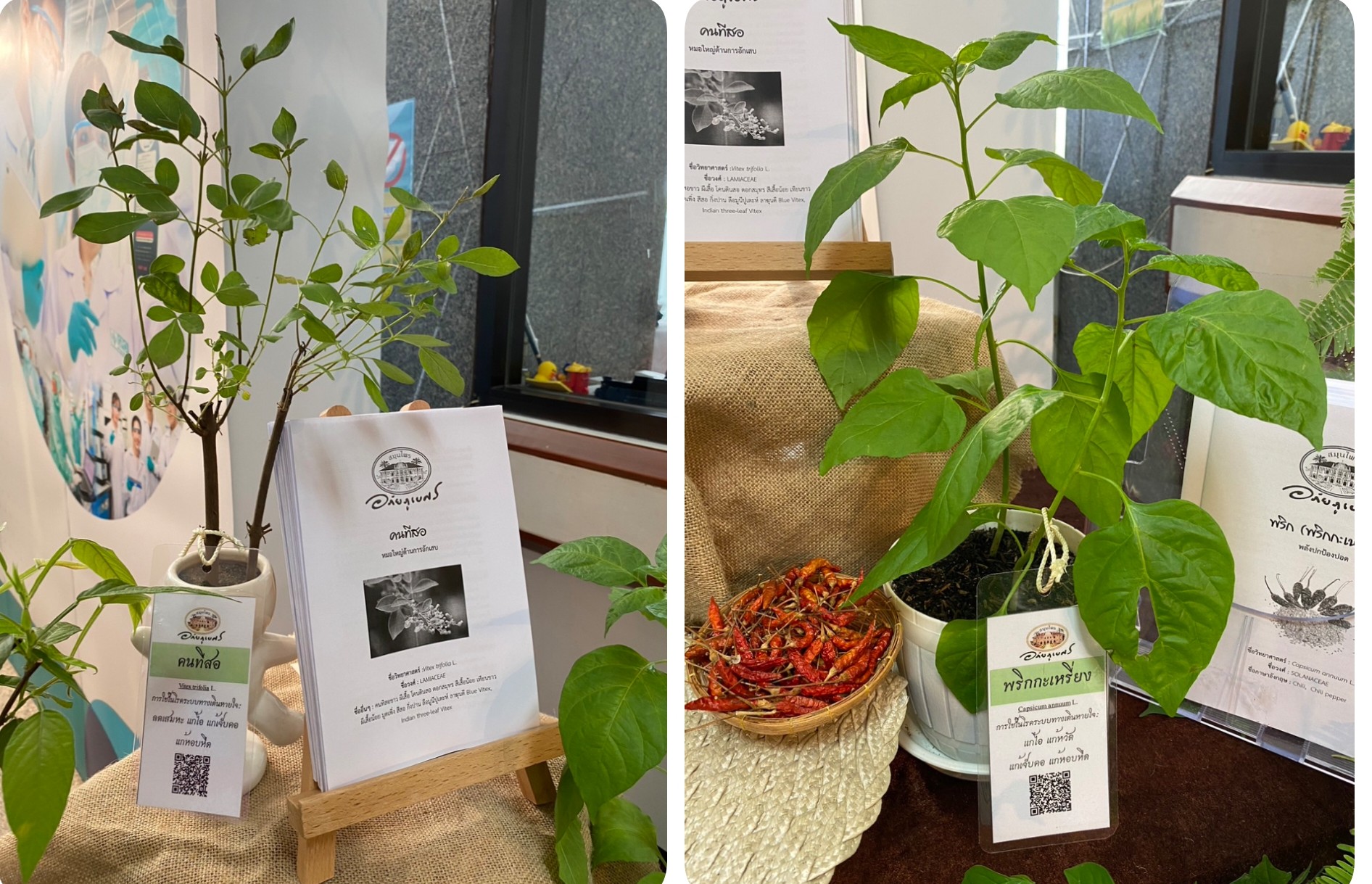 เปิดสรรพคุณ สุดยอด ต้นพันธุ์สมุนไพร ดูแลระบบทางเดินหายใจ “อภัยภูเบศร” แจกฟรี ในงานมหกรรมสมุนไพร 