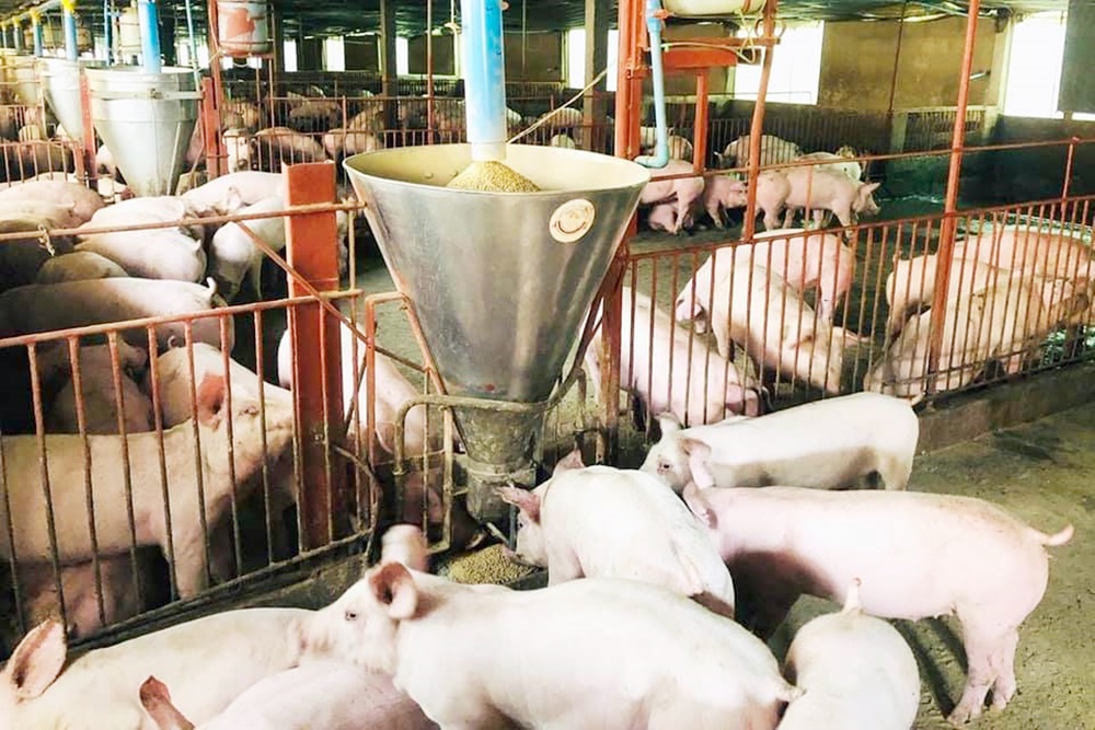 ผู้เลี้ยงหมู “ปาดเหงื่อ” วัตถุดิบอาหารสัตว์ปรับเพิ่ม 10% หลังรัสเซียพร้อมปิดล้อมทะเลดำ