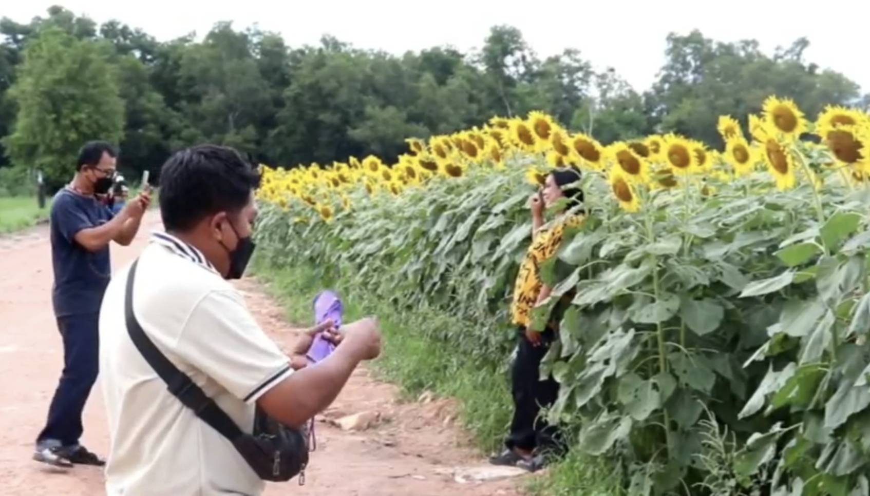 'ทุ่งทานตะวัน'ในศูนย์การพัฒนาปลวกแดงฯบานสะพรั่งรอต้อนรับนักท่องเที่ยว 