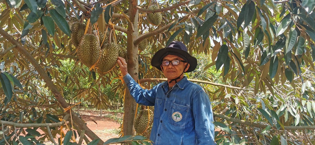 เกษตรกรบุรีรัมย์ เปลี่ยนไร่มันเป็นสวนทุเรียนภูเขาไฟน้ำแร่ ตัดขายครั้งแรกล้งเหมายกสวน รับเงินเฉียดล้าน