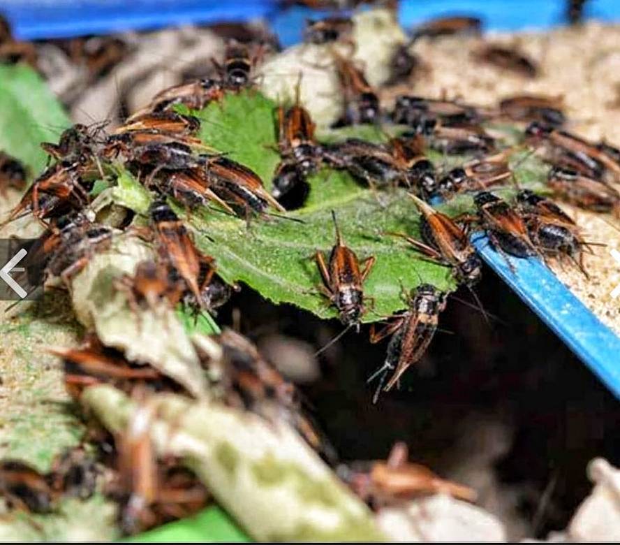เกษตรฯ ชูนโยบายบริหารจัดการทรัพยากรการเกษตร หนุนเลี้ยงจิ้งหรีด รองรับมาตรการการค้าด้านสิ่งแวดล้อมโลก