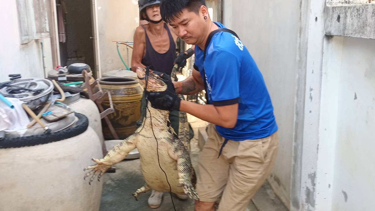 สระบุรี กู้ภัยผงะ!! เจอตัวเงินตัวทอง ใหญ่เท่าจระเข้ 