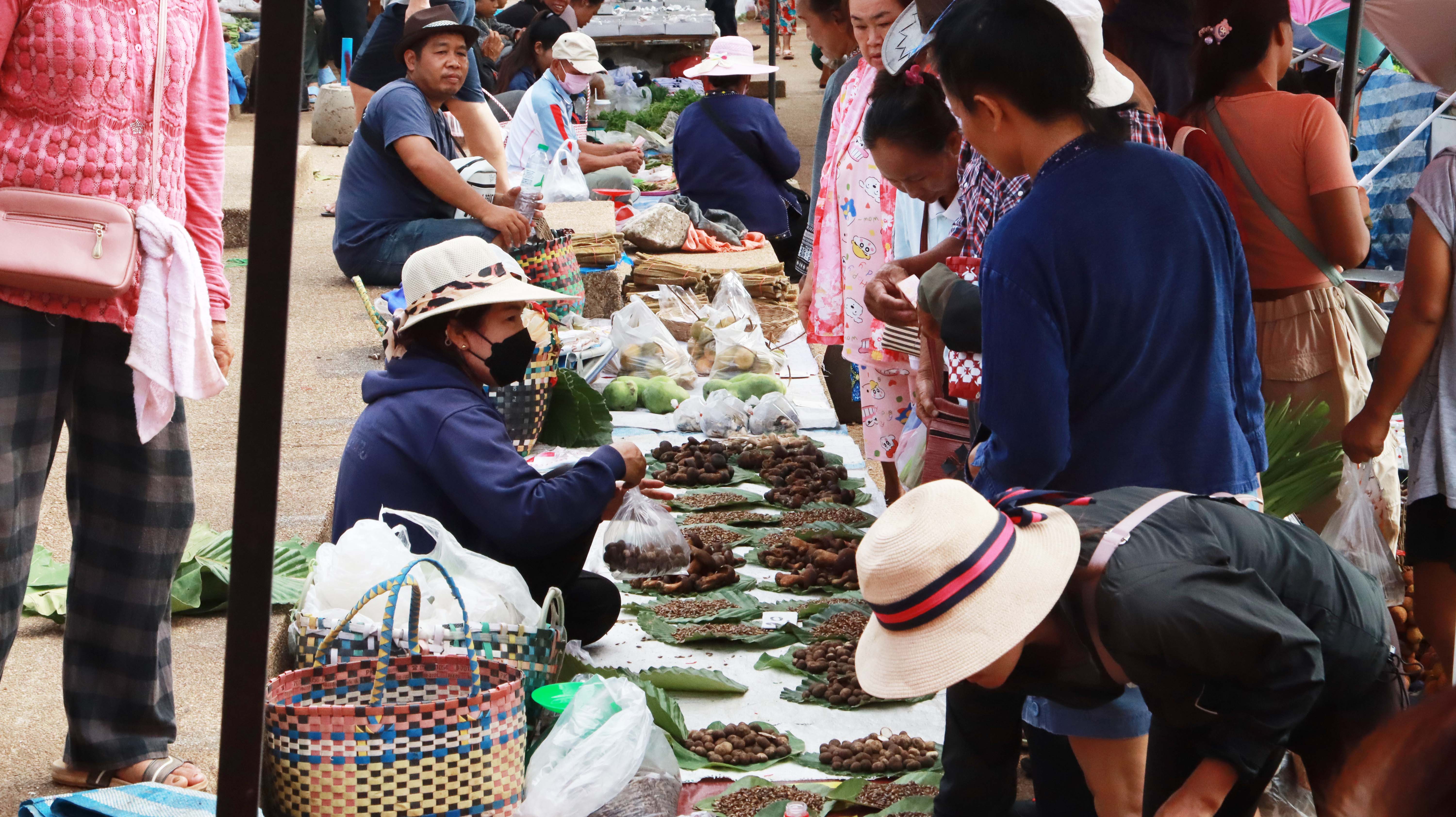 ชาวนครพนมคึกคัก"เห็ดเผาะ"กิโลกรัมละ 300 บาทสร้างเงินสะพัดตลาดไทยลาว