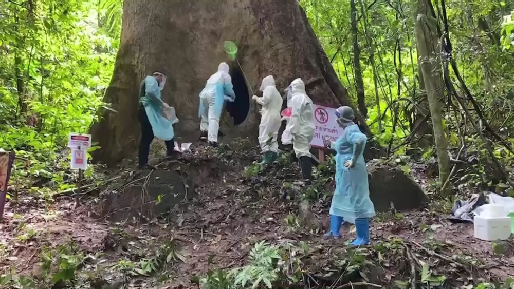 สั่งปิดโพรงต้นไม้ 100 ปี หลังพบนักเดินป่าติดเชื้อราจากขี้ค้างคาว