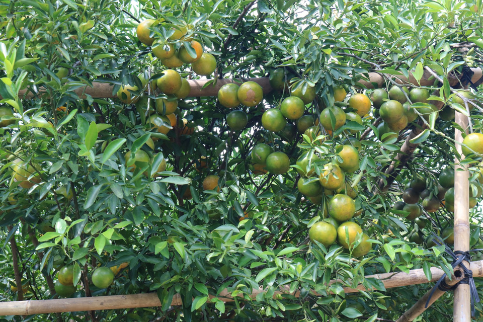 ส้มโชกุนมะนังหวานฉ่ำจากไร่สองเล ต้นแบบเกษตรผสมผสานสร้างรายได้ยั่งยืนสตูล 