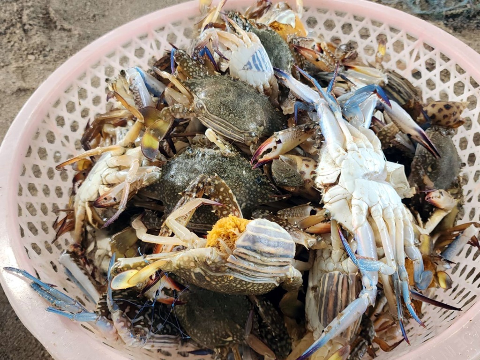 ปูม้าล้นตลาด : สัญญาณบ่งชี้ความสำเร็จในการจัดการทรัพยากรทางน้ำไทย