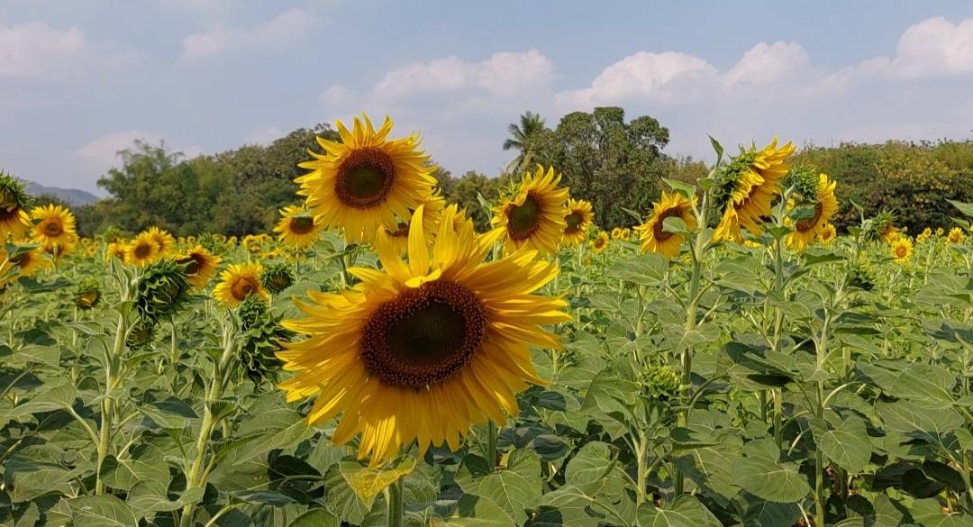 ททท.พลิกโฉมทุ่งทานตะวันลพบุรี สู่ SUNFLOWER AMAZE : เขาวงกตในทุ่งทานตะวัน 