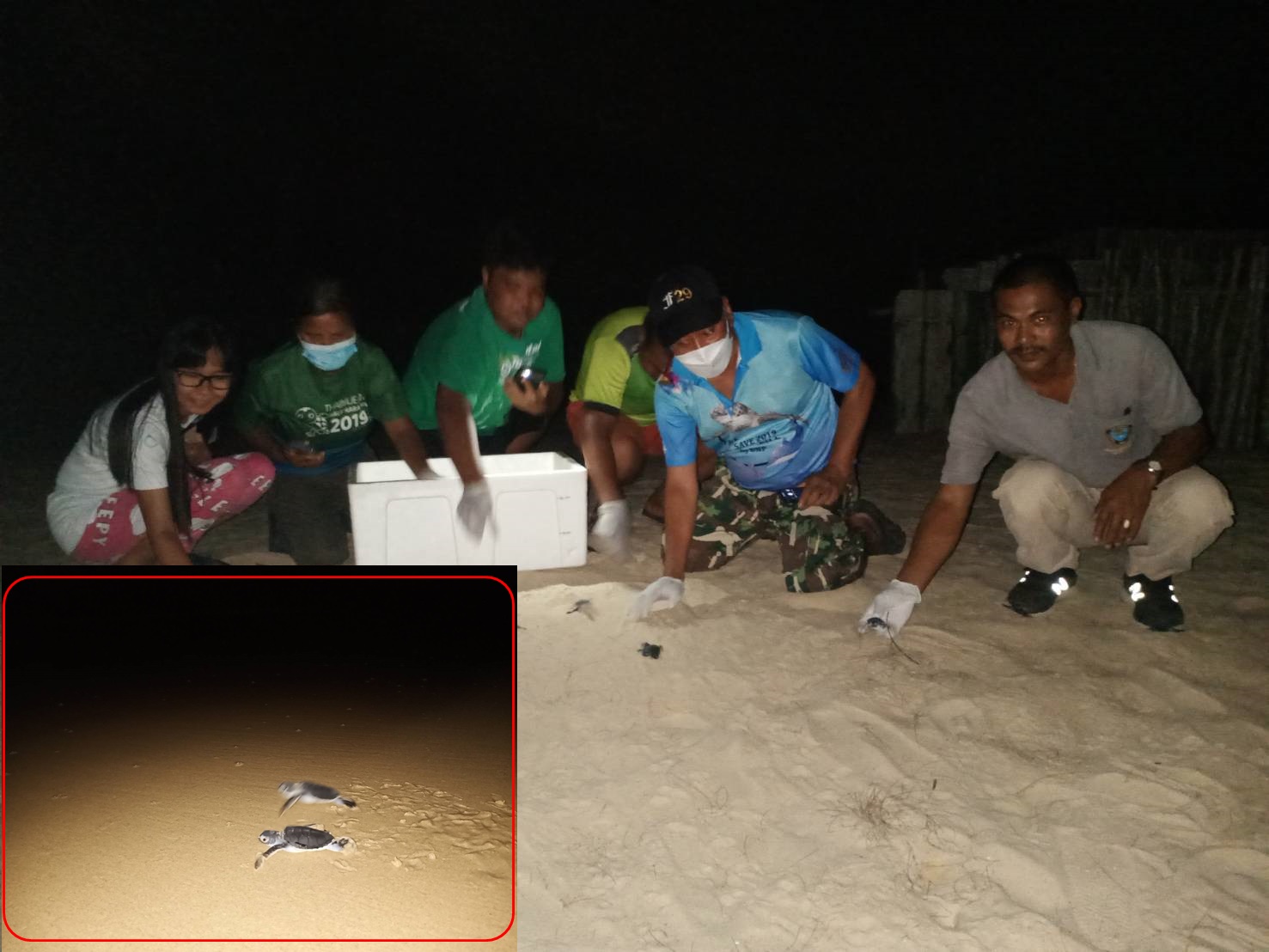 อช. เขาลำปี หาดท้ายเหมือง ปล่อยลูกเต่าตนุ 85 ตัว กลับคืนสู่ธรรมชาติ 