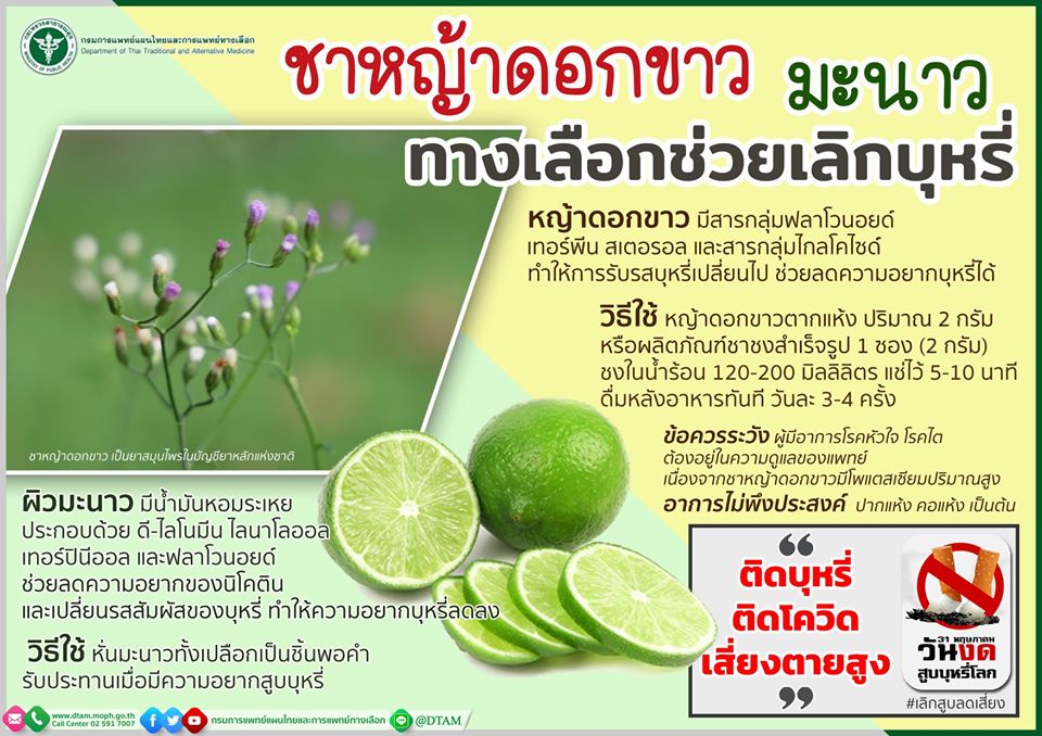 เลิกบุหรี่ด้วยหญ้าดอกขาว-สมุนไพรใกล้ตัวในครัวเรือน