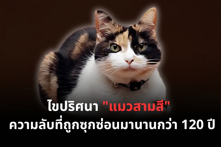 ไขปริศนา "แมวสามสี" ความลับที่ถูกซุกซ่อนมานานกว่า 120 ปี ชี้ยีน "ARHGAP36" ควบคุม "สีขน-เพศ"
