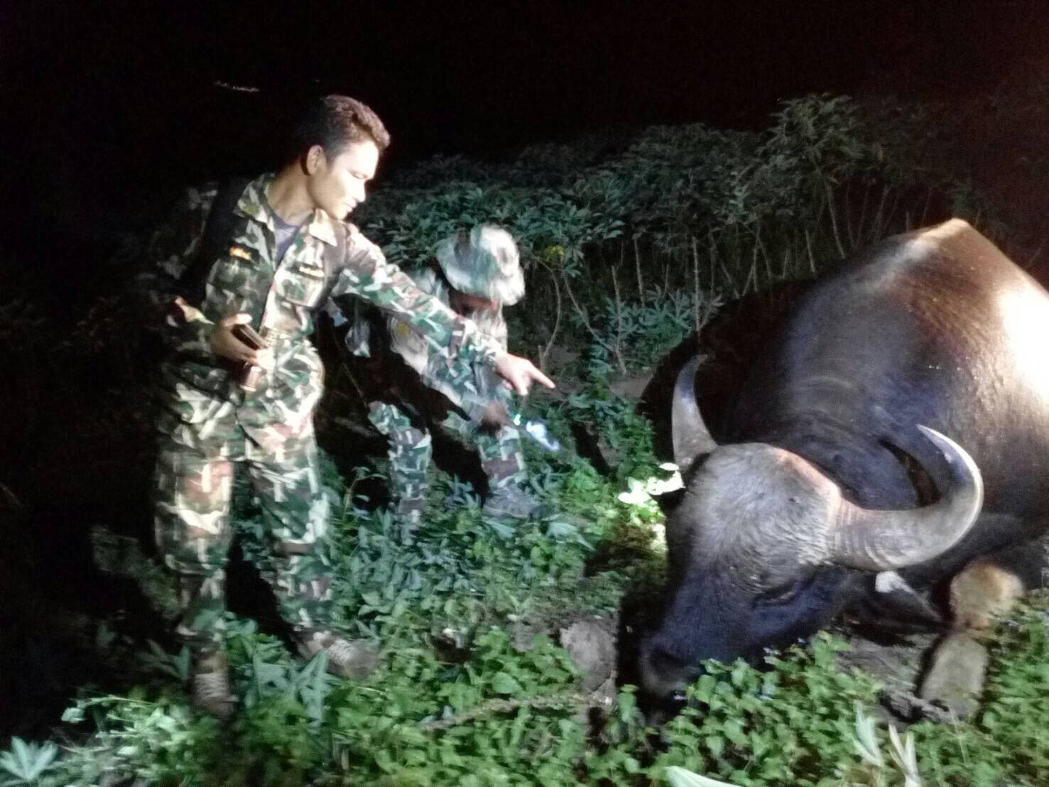 พบซากกระทิงถูกยิงตายในเขตรอยต่อผืนป่ามรดกโลก