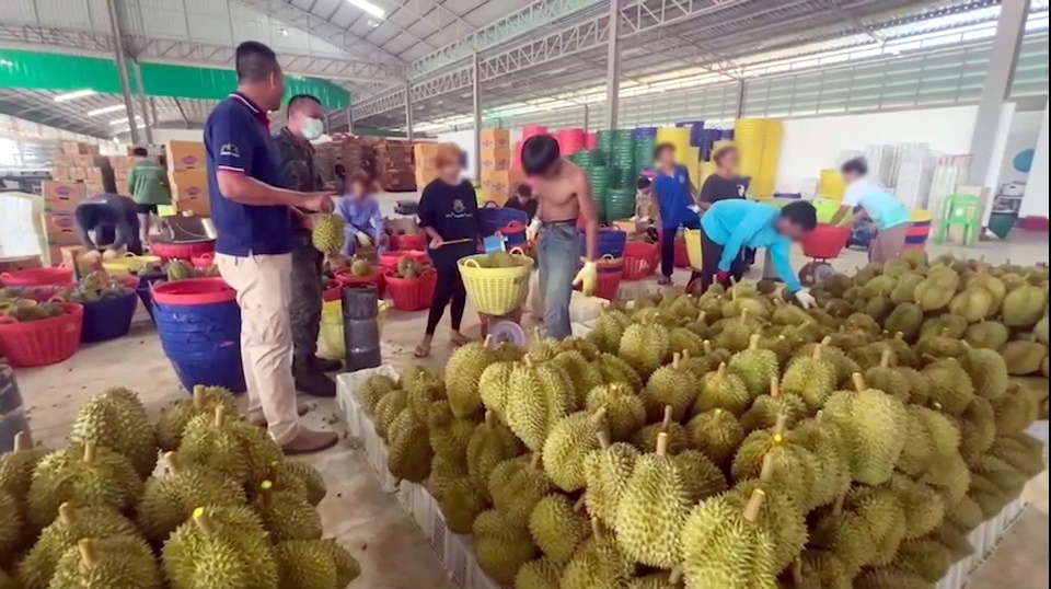 ตำรวจเข้มตรวจฉี่ คนงานล้งผลไม้ ป้องกันก่อเหตุจากผู้เสพยา ตามโครงการล้งสีขาว 