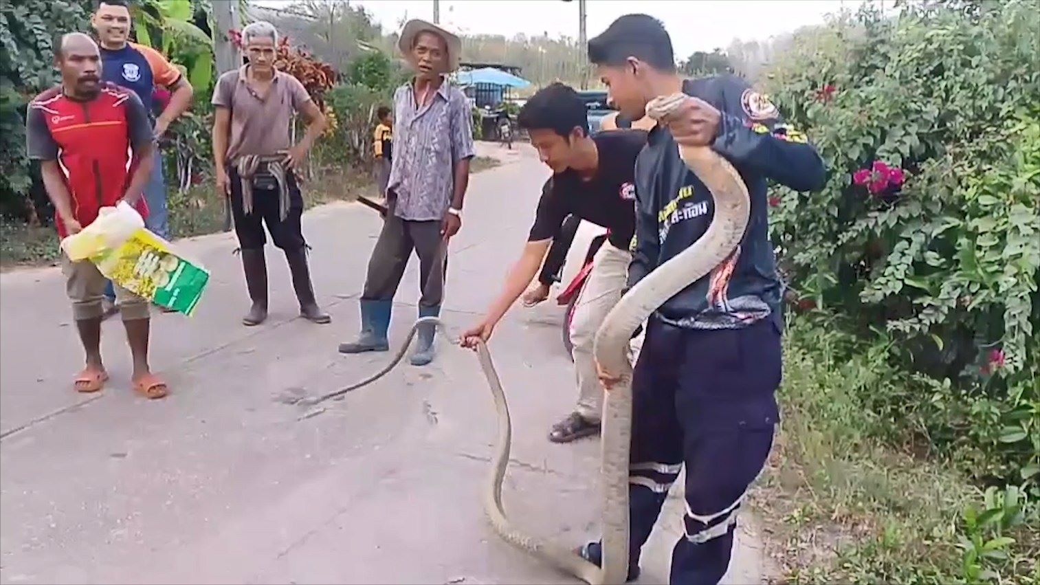 จงอางยาวเกือบ 4 เมตรเลื้อยมาอยู่หน้าบ้านผวารีบแจ้งทีมอสรพิษฯมาจับในพื้นที่อำเภอนาทวี