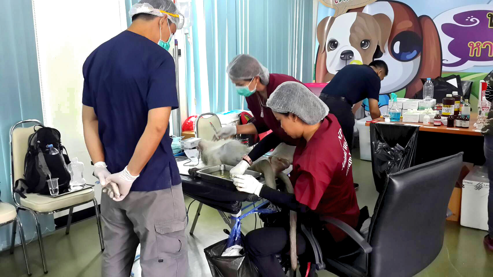 หัวหินจับลิงเขาตะเกียบทำหมัน หลังรื้อรานค้า-ชิงอาหารนักท่องเที่ยว