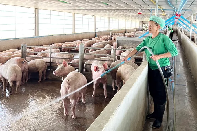 “ธเนศฟาร์ม” เลี้ยงหมูขุนพลิกชีวิต มั่นใจคอนแทรคฟาร์ม สร้างงานสร้างอาชีพมั่นคง 