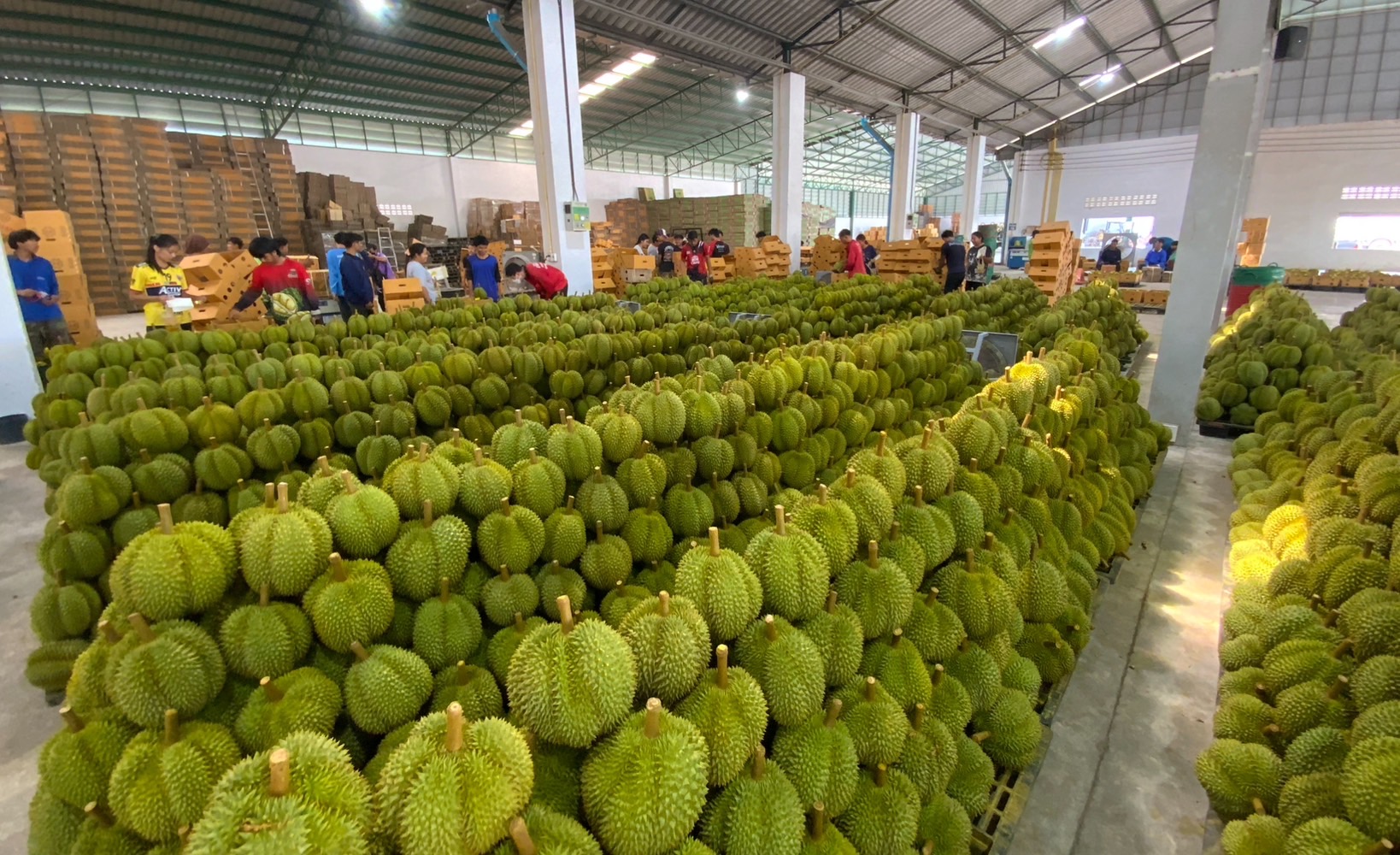 ประธานสภาเกษตรกรตราดเร่งแก้ปัญหาแคดเมียมในทุเรียน หลังจีนแจ้งให้ไทยตรวจสอบ