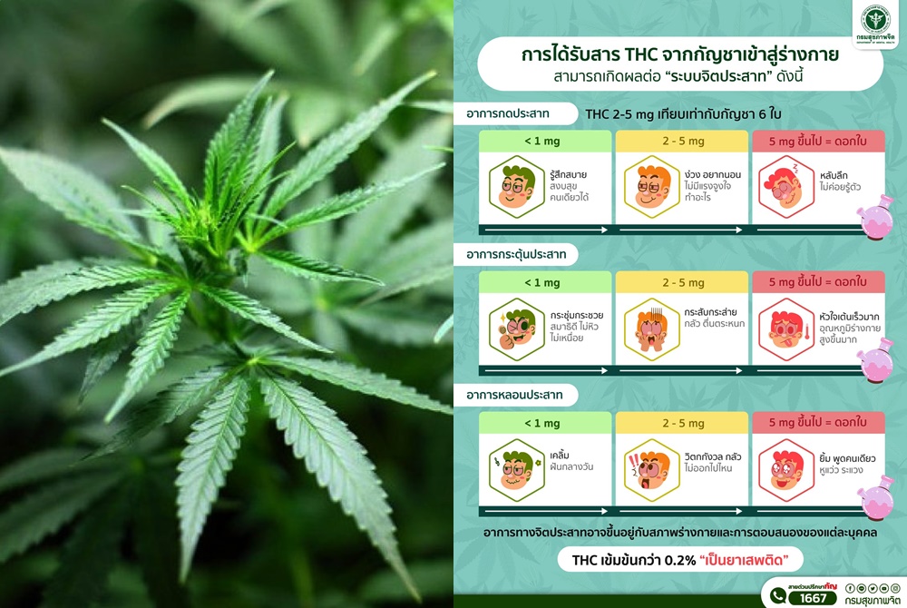 ชัดๆ! กรมสุขภาพจิต แจงปริมาณสาร THC จากกัญชาส่งผลต่อระบบจิตประสาท 