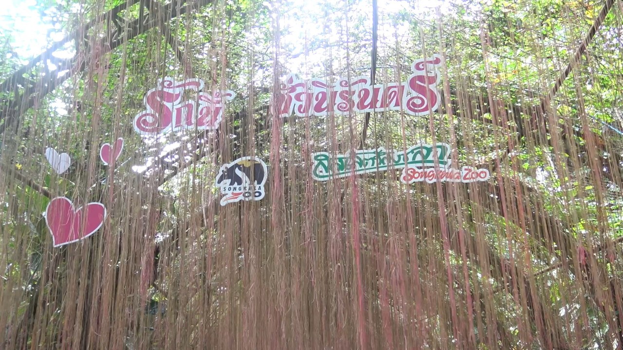 สวนสัตว์สงขลาจัดรักนี้ ชั่วนิรันดร์ วันรักษ์นกเงือกและวันแห่งความรัก