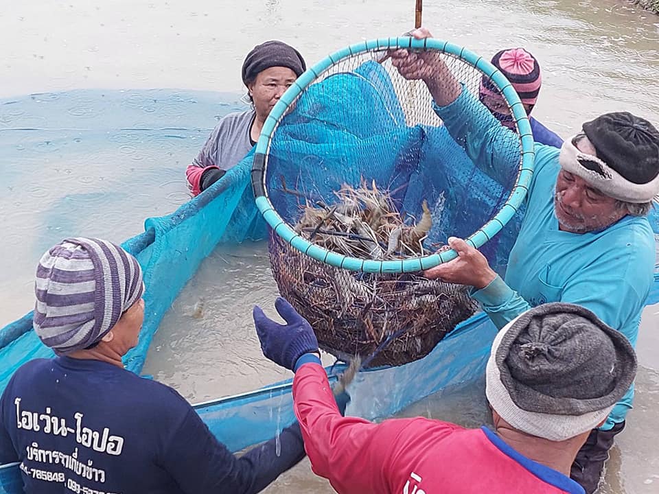 เกษตรกรกาฬสินธุ์สำรองกุ้งก้ามกรามพร้อมเสิร์ฟสงกรานต์กว่า 80 ตัน