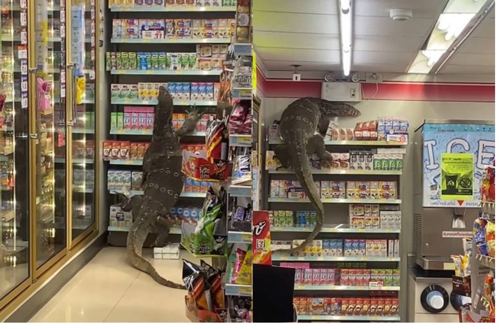 อากาศร้อนเป็นเหตุ 'น้องตัวเงินตัวทอง' บุกร้านสะดวกซื้อชื่อดัง  ชาวเน็ตแห่แชร์คลิปว่อนโซเชียล