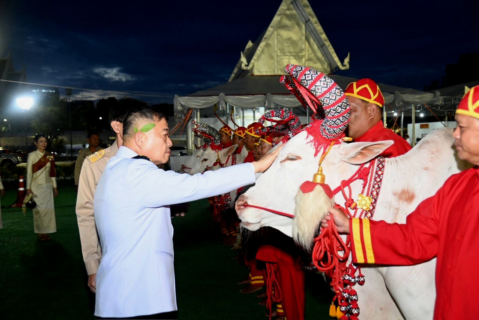 ปลัดเกษตรฯ ผู้ทำหน้าที่พระยาแรกนา ทำพิธีล้างมือ–เจิมหน้าพระโค