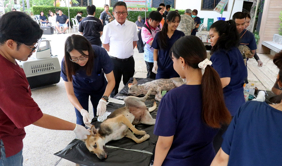 โคราชเร่งสกัดพิษสุนัขบ้า พบสัตว์ติดเชื้อ 32 ตัว เสียชีวิต 1 ราย ลุยทำหมัน-ฉีดวัคซีนหมาแมวจร