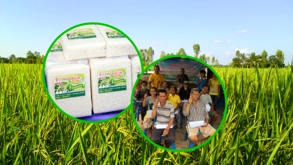 ศูนย์เมล็ดพันธุ์ข้าวร้อยเอ็ด ส่งเสริมเกษตรกรนาแปลงใหญ่ ทำนาใช้หลัก "ตลาดนำการผลิต"
