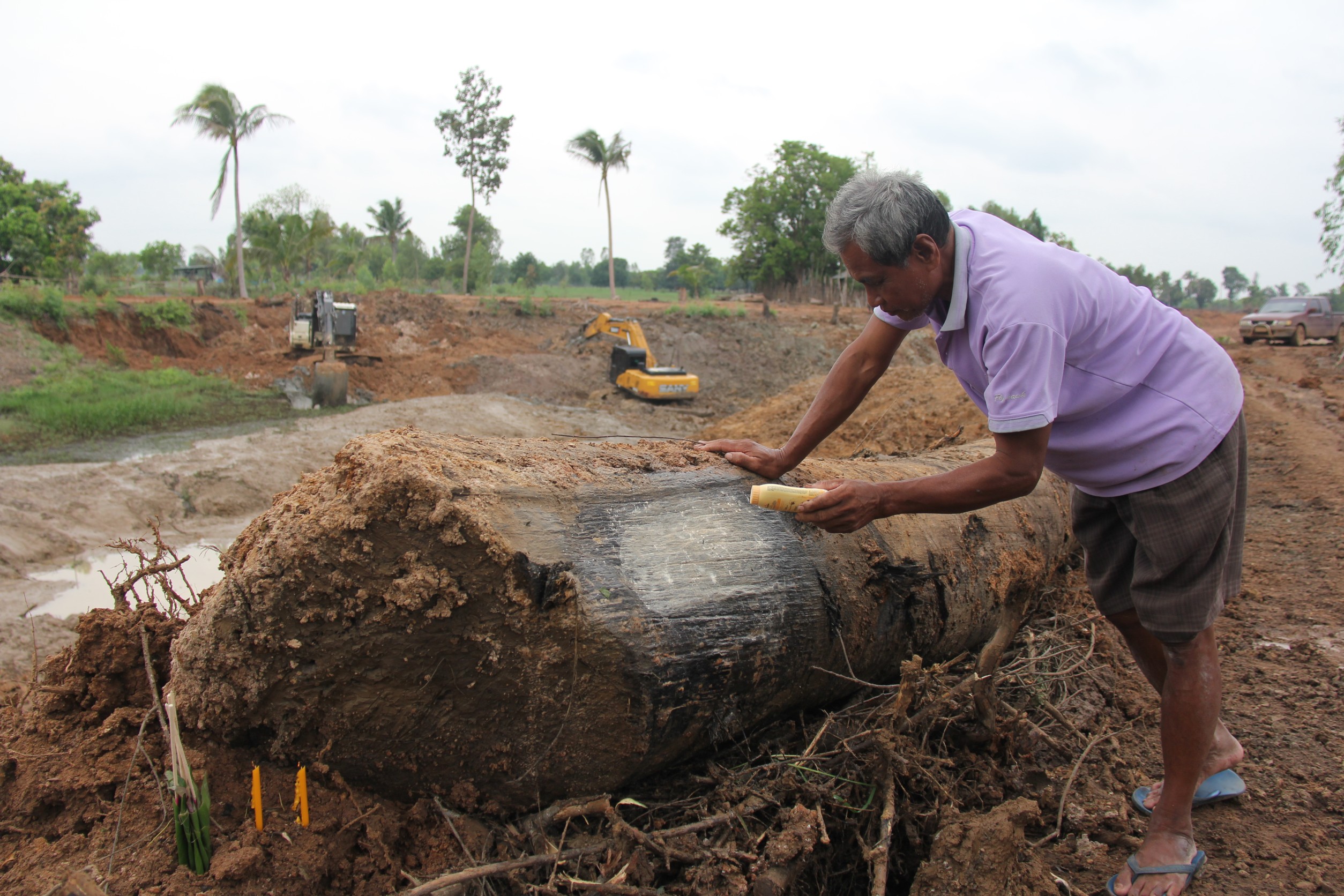 บุรีรัมย์พบต้นตะเคียนโผล่กลางลำห้วย​ เตรียมนำไว้ที่วัด​ชาวบ้านขอโชคลาภ
