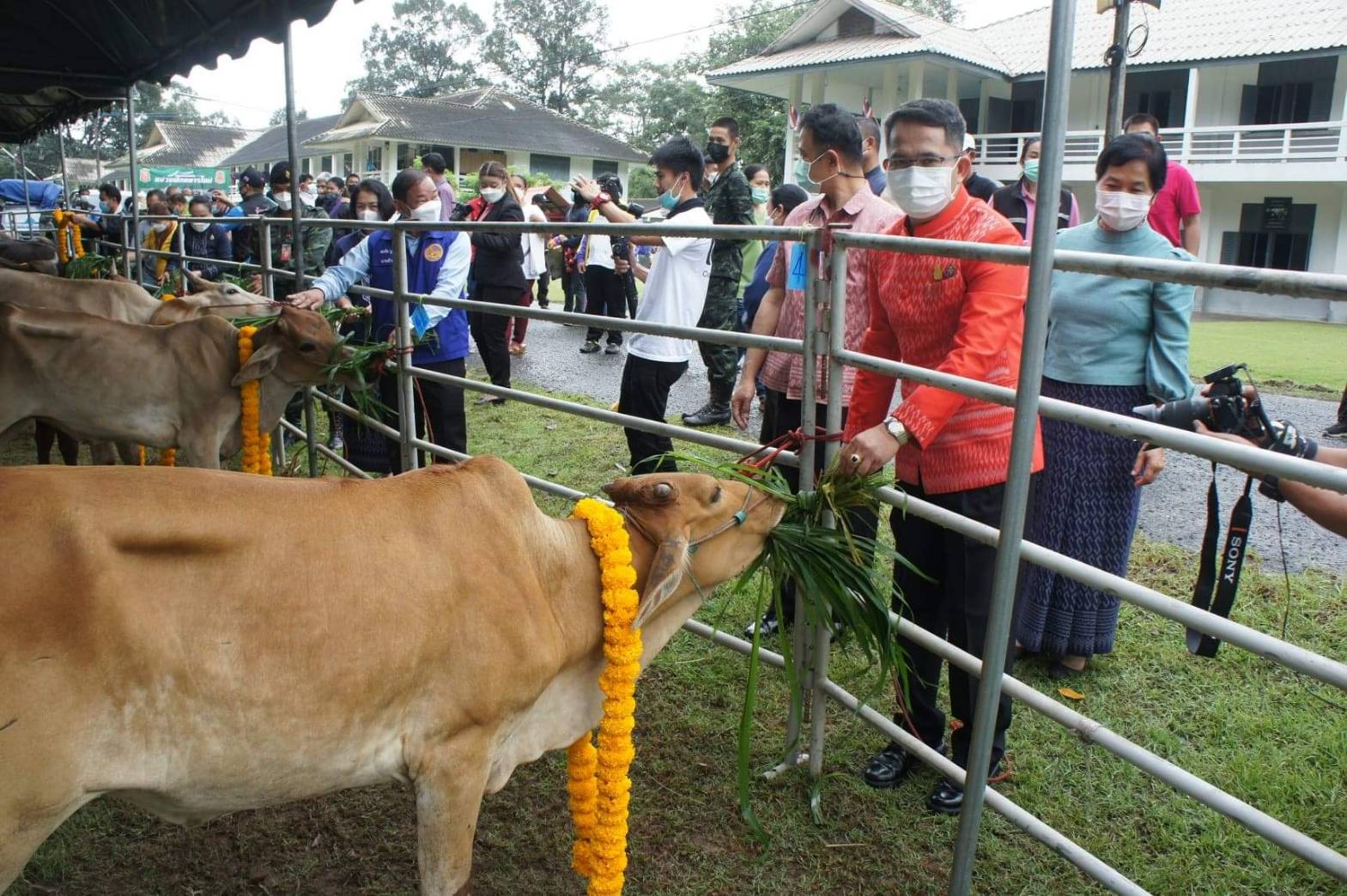 ยโสธรมอบโค - กระบือ ให้แก่คนพิการทางการมองเห็นและครอบครัว 54 ตัว
