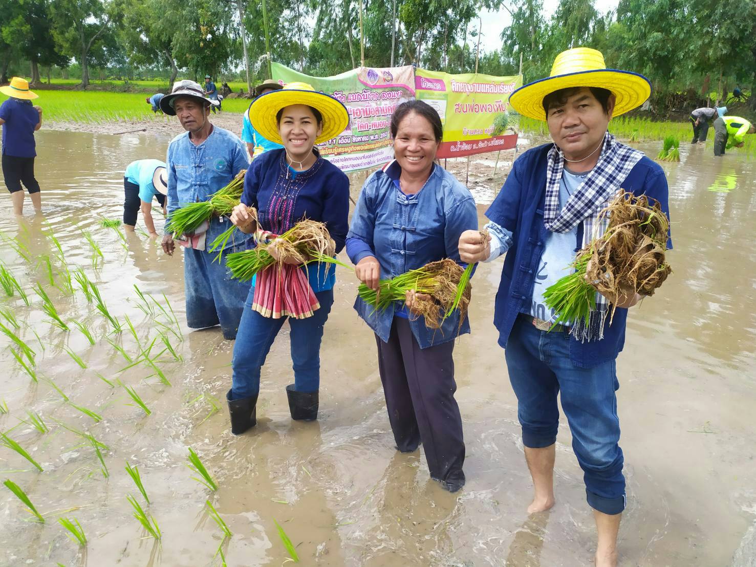 3 อำเภอ สืบสานเมืองเกษตรอินทรีย์วิถียโสธรมนต์เสน่ที่ยังหลงเหลือลงแขกดำนาประเพณีอันดีงาม