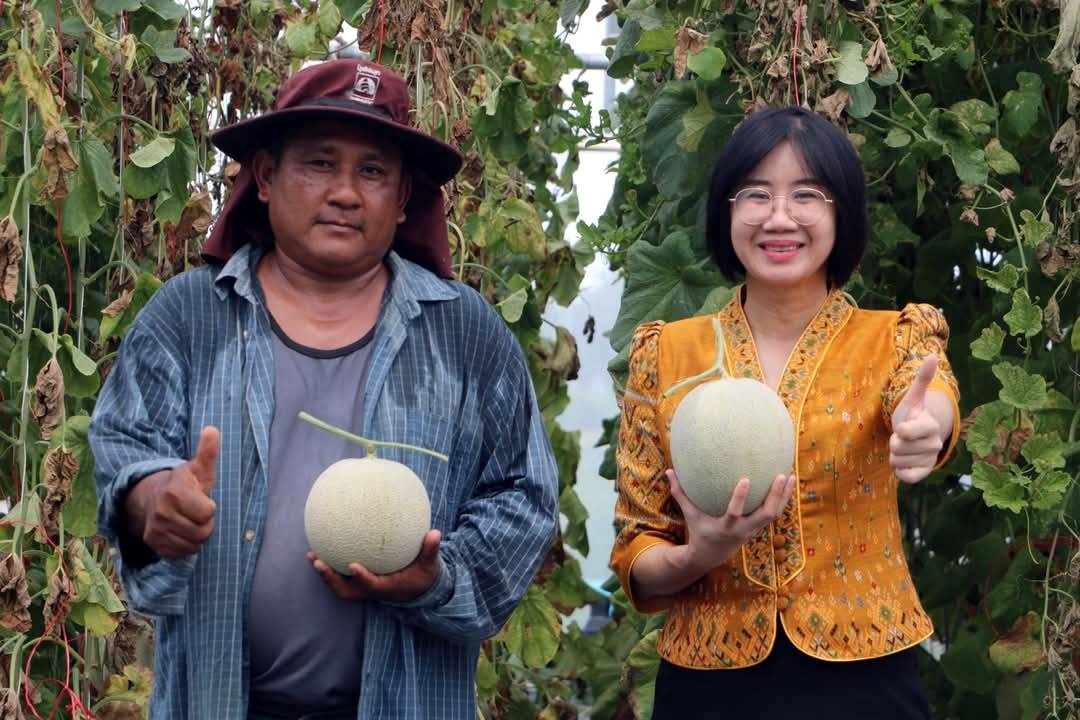 สนพ.อ่างทอง​ เก็บเมล่อน​ผลผลิตจาก "อ่างทองโมเดล"