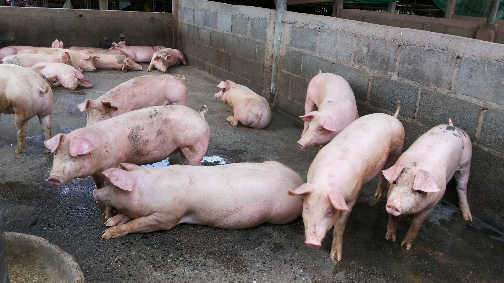 คพ.ตรวจฟาร์มหมูลุ่มน้ำแม่กลอง พบฟาร์มขนาดใหญ่ปล่อยน้ำทิ้งไม่ได้มาตรฐาน กว่าร้อยละ 70 