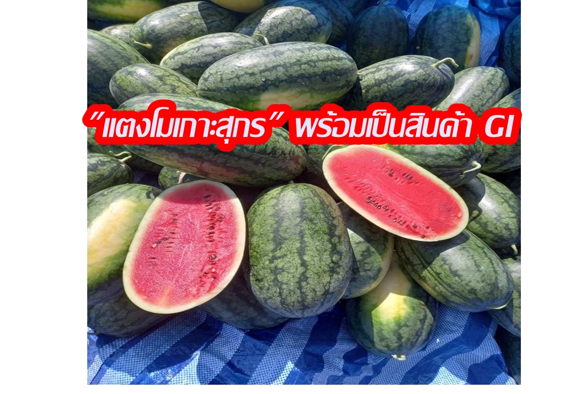 แตงโมเกาะสุกร จ.ตรัง จ่อขึ้นทะเบียนสิ่งบ่งชี้ทางภูมิศาสตร์หรือสินค้า GI 