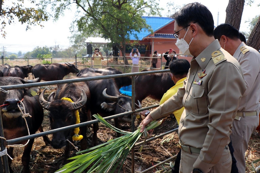 พ่อเมืองกาญจน์ จัดพิธีพระราชทานกระบือทรงไถ่ชีวิตถวายเป็นพุทธบูชา ธรรมบูชา สังฆบูชาเพื่อพระราชทานแด่ "พระองค์ภา"