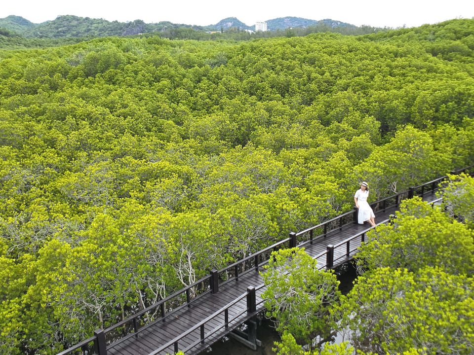 เดินสะพานไม้ชม “ทะเลสีทอง” ทุ่งโปรงทอง ป่าชายเลนปราณบุรี ธรรมชาติฟื้นคืนจากพระราชดำริ 
