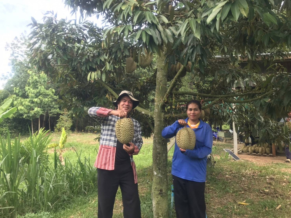 พลิกนา 3 ไร่เป็นสวนทุเรียน! เกษตรกรสุรินทร์โกยรายได้หลักแสน ลูกค้ารับซื้อถึงสวน