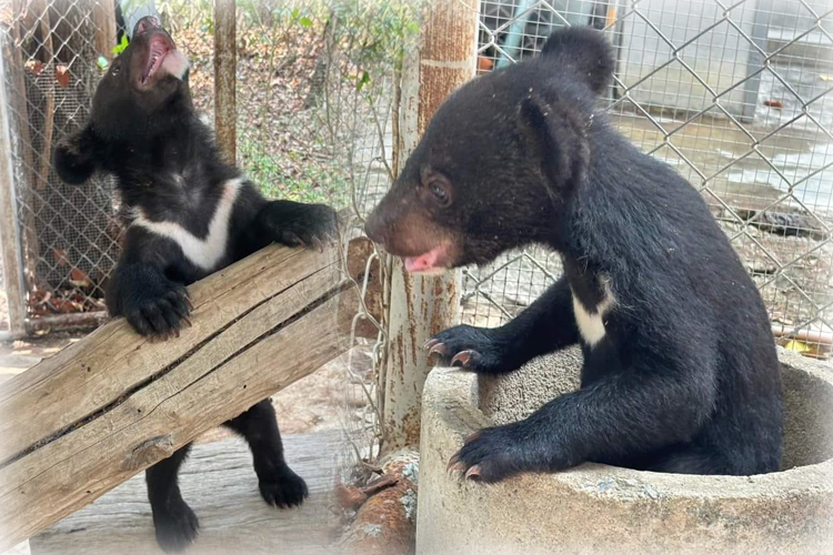 ชมความน่ารัก "กองทัพ-น้ำเมย" 2 ลูกหมีควาย​ สู่บ้านใหม่ สถานีเพาะเลี้ยงสัตว์ป่าห้วยขาแข้ง