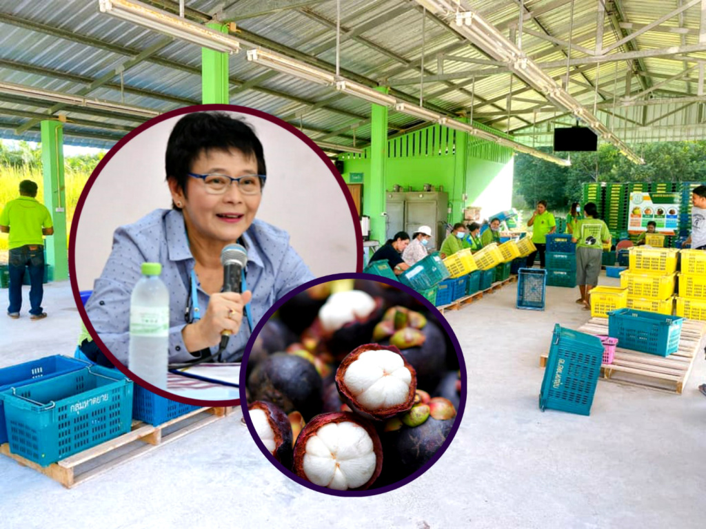 มกอช. ดันแปลงใหญ่มังคุดชุมพร สู่ระบบมาตรฐานโรงคัดบรรจุผลไม้สด 