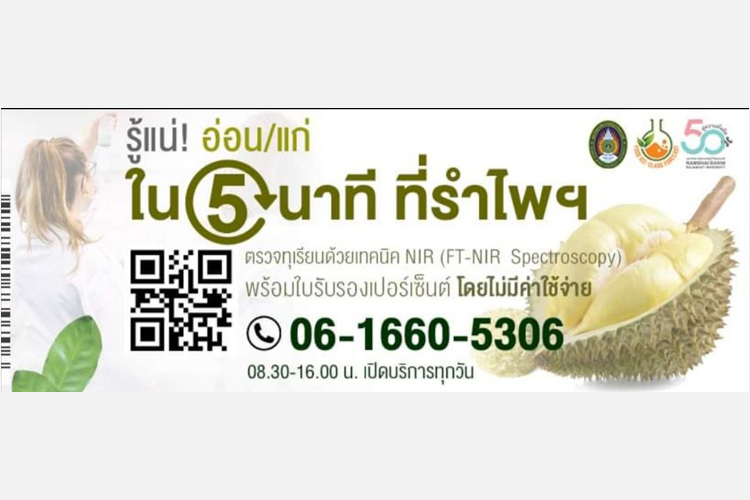 ครบรอบ 50 ปี รำไพพรรณี เปิดให้บริการตรวจความอ่อนแก่ทุเรียนให้กับเกษตรกรและมือตัด ด้วยเทคนิค NIR