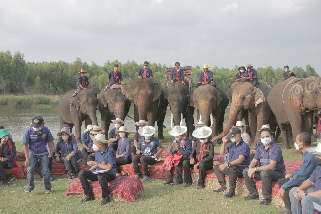 'สุรินทร์'เปิดโครงการคชอาณาจักร  ดึงนทท.ชมวิถีคนกับช้างอยู่อย่างธรรมชาติ